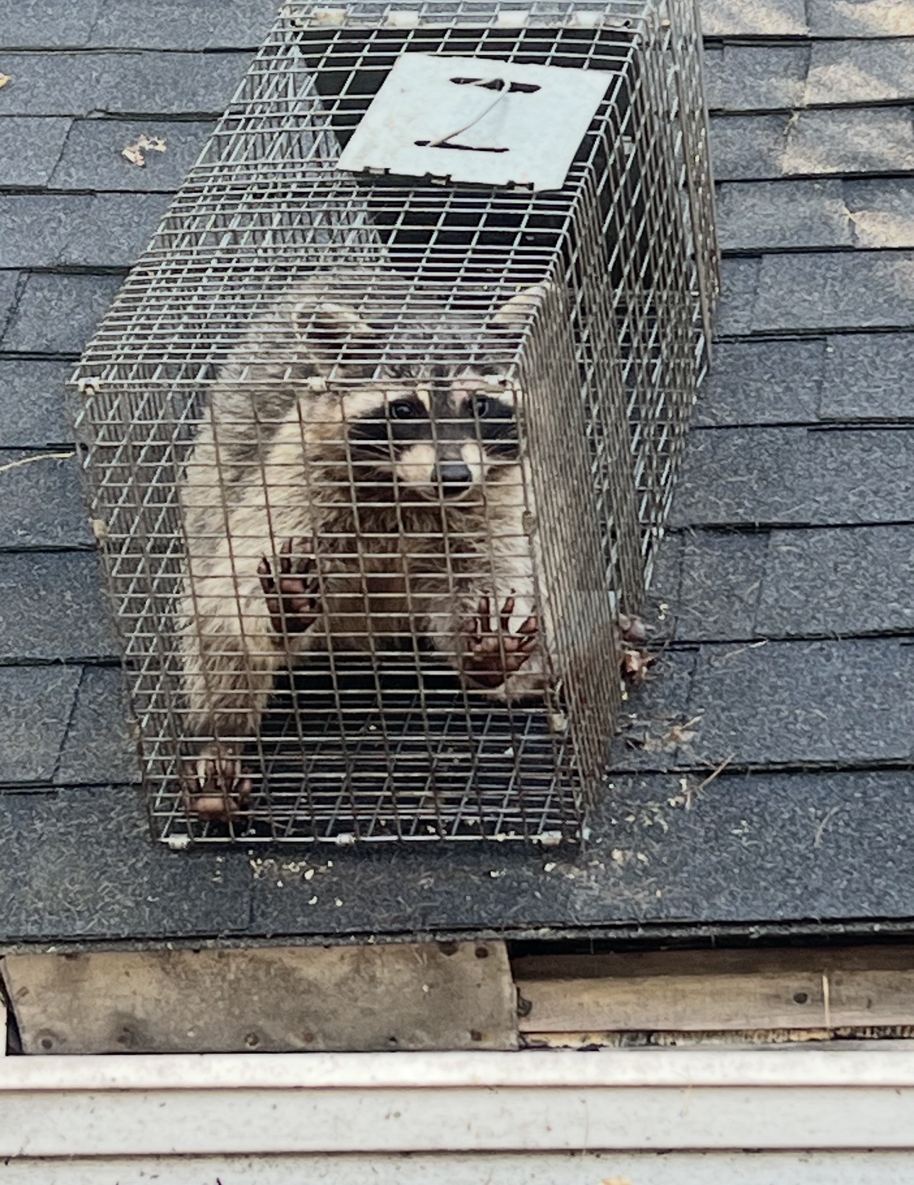 Roof Vent Raccoon Removal