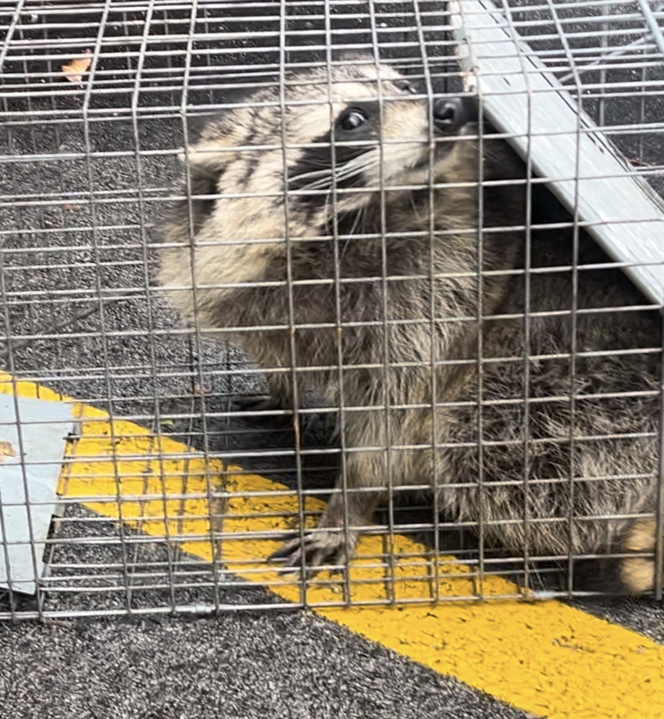 Adult Raccoon