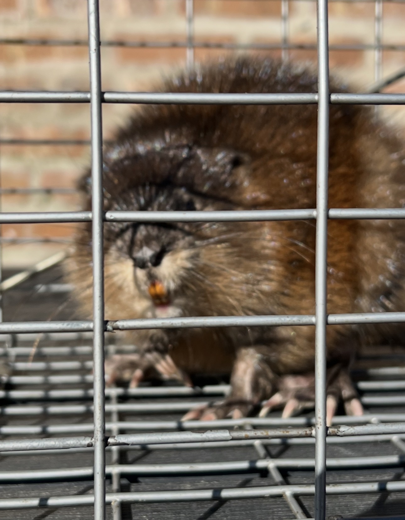 Muskrat Removal