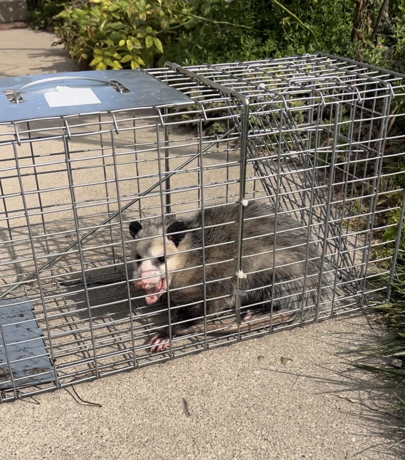 Opossum Relocation