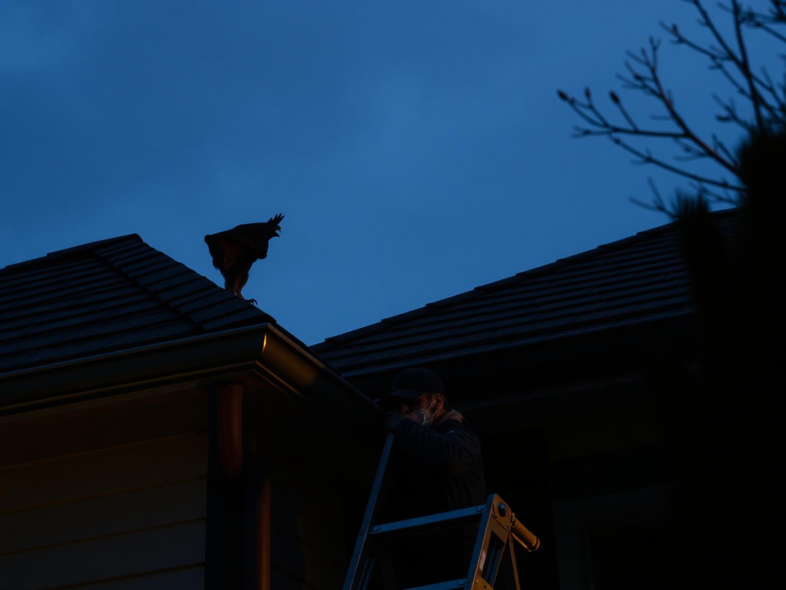 Roof & Attic Inspection